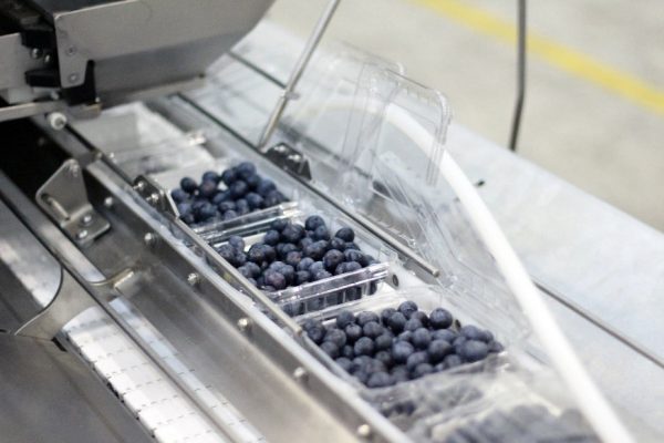 BBC Technologgies用分選技術把控藍莓品質